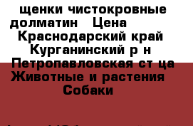 щенки чистокровные долматин › Цена ­ 2 000 - Краснодарский край, Курганинский р-н, Петропавловская ст-ца Животные и растения » Собаки   